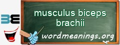 WordMeaning blackboard for musculus biceps brachii